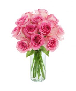 New Baby Archives - Elgreen Orchid Farm